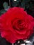 Rose redrose flowerlove blossom bloom à¸”à¸­à¸à¸à¸¸à¸«à¸¥à¸²à¸š